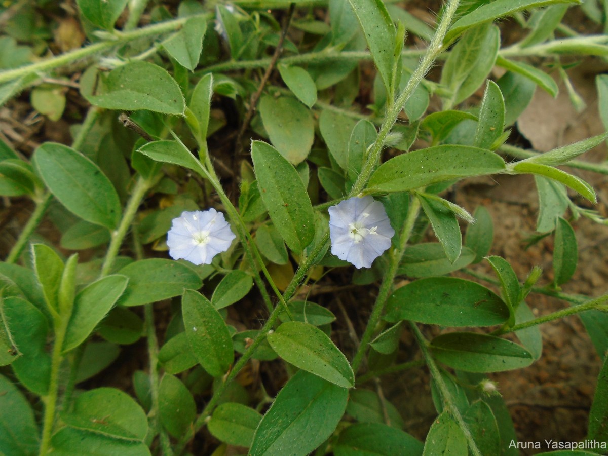 Evolvulus alsinoides (L.) L.